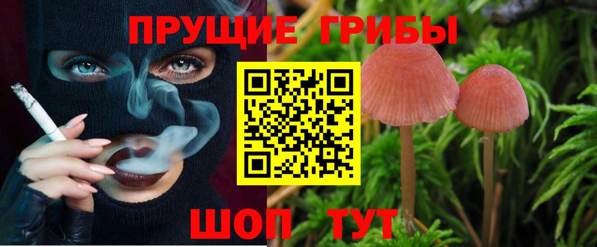 Галлюциногенные грибы Psilocybine cubensis Пугачёв